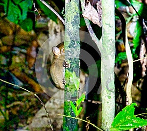 Shy Tarsier in the night forest