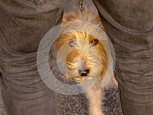 A shy terrier dog looks up from between its owners legs.