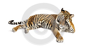 Shy tiger lying down, big cat