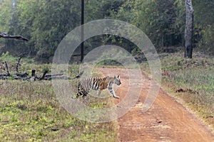 Shy Tigress Crossing the road at Tadoba Tiger reserve Maharashtra,India