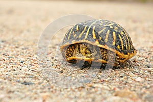 Shy Turtle Peeks Out from Shell