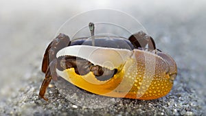 shy violinist crab hiding on the sand behind its giant orange claw, staring with its telescopic eye. 