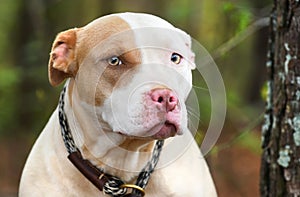 Shy white and tan female Pitbull Terrier mix dog with pink nose