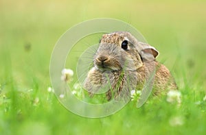 Shy wild rabbit