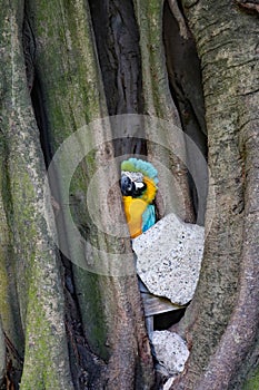 Shy Yellow and turquoise Parrott