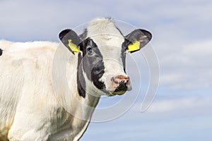 Shy young cow, looking cute, black and white, medium shot and blue background