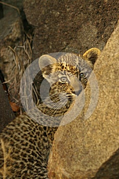 Shy young Leopard cub