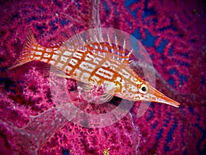 Si Amil Island Collection