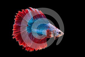 Siam betta fish thailand