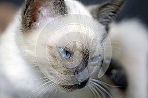 Siam cat