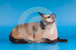 Siam cat on blue