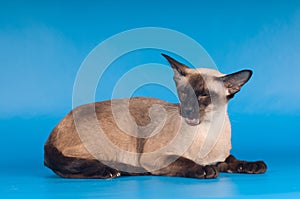 Siam cat on blue
