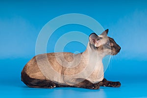 Siam cat on blue