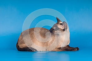 Siam cat on blue