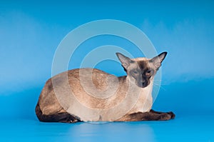 Siam cat on blue