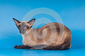 Siam cat on blue
