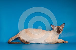 Siam cat on blue