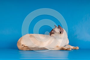 Siam cat on blue
