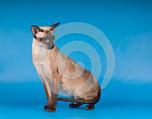 Siam cat on blue