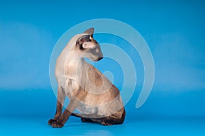 Siam cat on blue