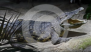 Siam crocodile 16