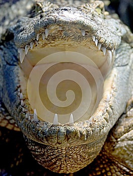 Siam crocodile 4