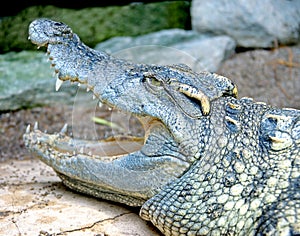 Siam Crocodile 9