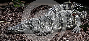 Siam crocodile on the ground 4