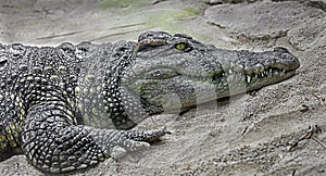 Siam crocodile on the sand 1