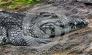 Siam crocodile on the sand 4 photo