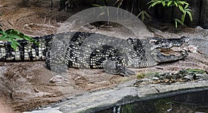 Siam crocodile on the sand near the pond 1
