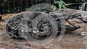 Siam crocodile on the sand near the pond 2