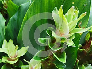 Siam flower or Pathumma or Tulip Thailand green, thick, multi-layered petals arranged in a long.