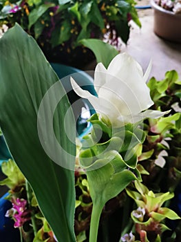 Siam flower or Pathumma or Tulip Thailand White, thick, multi-layered petals arranged in a long.