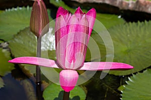 Siam Lotus