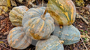 The Siam Pumpkin farmer's harvest is ready to be sold at the market