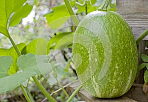 Siam pumpkin or fig-leaf gourd photo