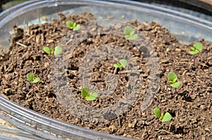 Siam Queen Basil sprouts in plastic pot