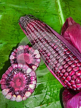 Siam Ruby Queen Corn