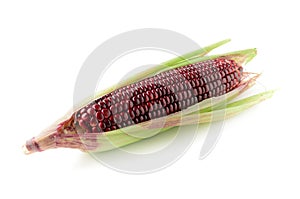 Siam Ruby Queen Corn isolated on white