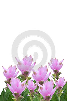 Siam Tulip