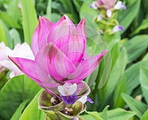 siam tulip