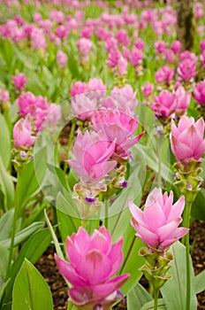 Siam tulip