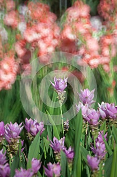 Siam Tulip