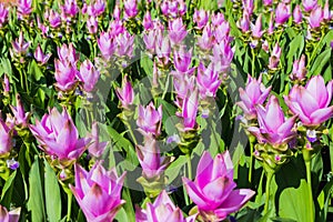 siam tulip