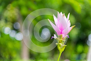 Siam Tulip blooming in the garden, thai name & x22;Dok krachiao& x22; is