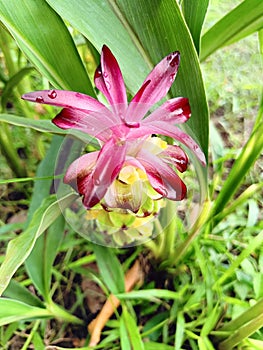 Siam tulip Chaiyaphum in Thailand. Krachiao flower.