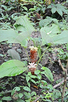 Siam Tulip (Curcuma alismatifolia)