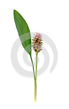 Siam tulip or Curcuma flower isolated on white background