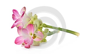 Siam tulip or Curcuma flower in Thailand on white background